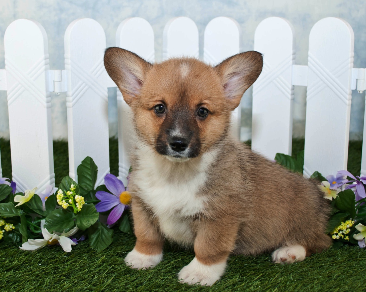 Милый маленький щенок вельш корги сидит на траве