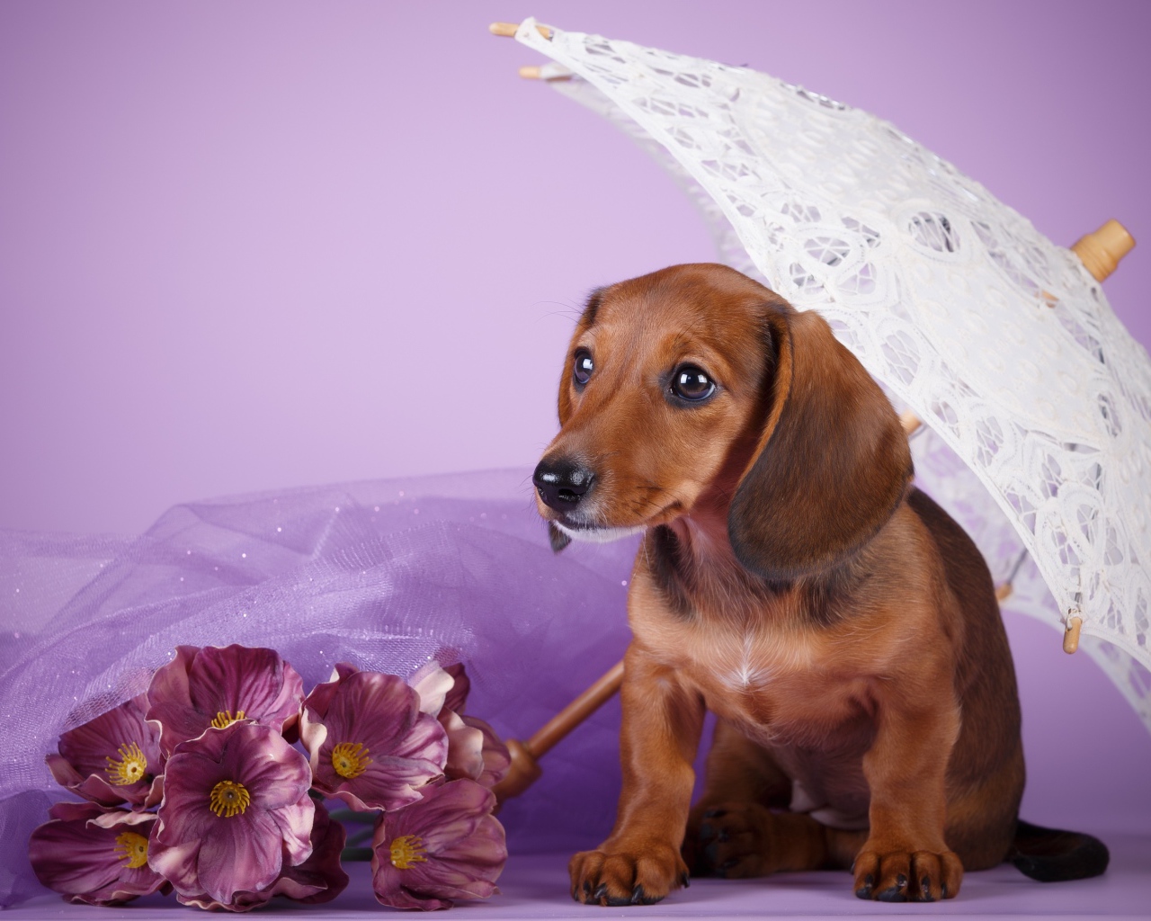 Такса под белым зонтом на фиолетовом фоне