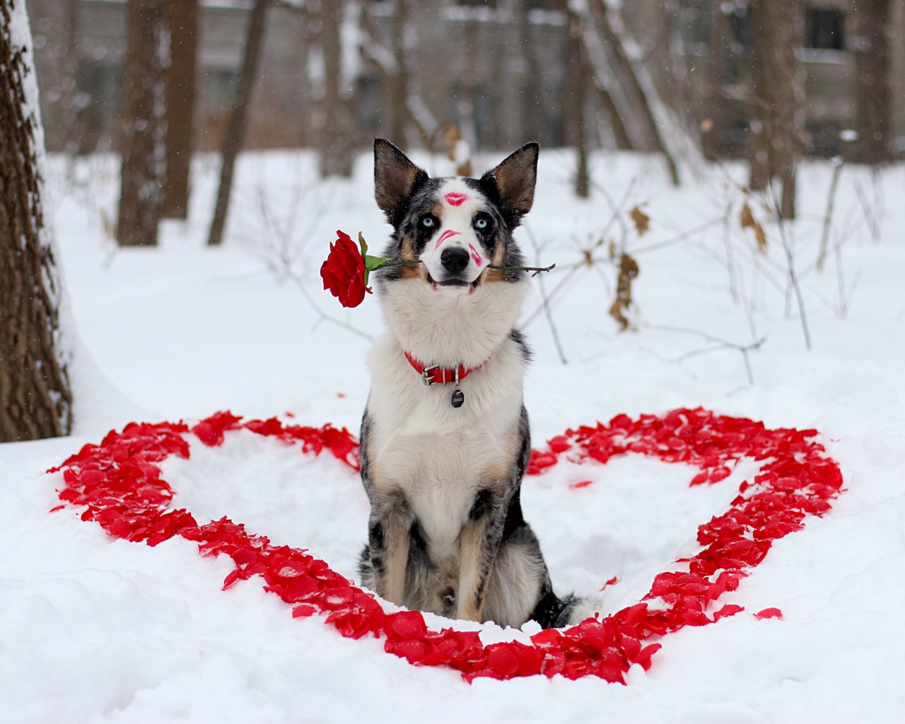 Собака породы Бордер-колли с розой в зубах сидит на снегу с сердцем из лепестков