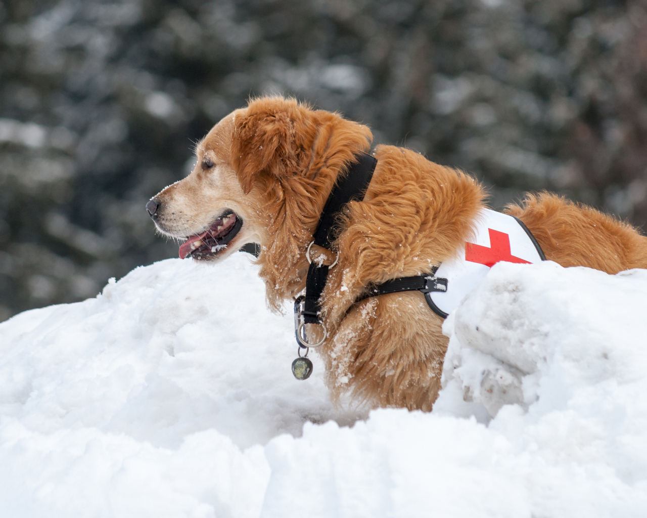 Собака золотистый ретривер спасатель на снегу