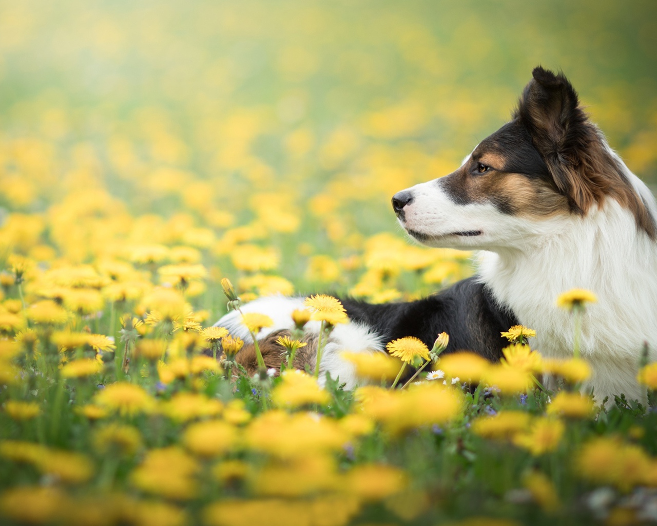 Собака породы бордер колли лежит в желтых одуванчиках 