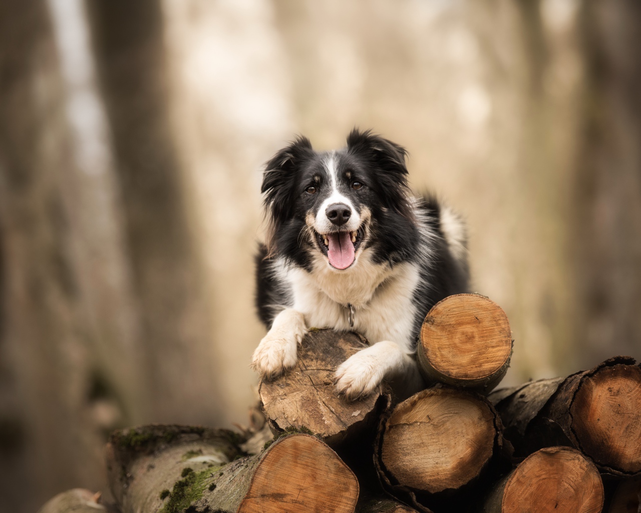 Собака породы бордер колли лежит на бревнах
