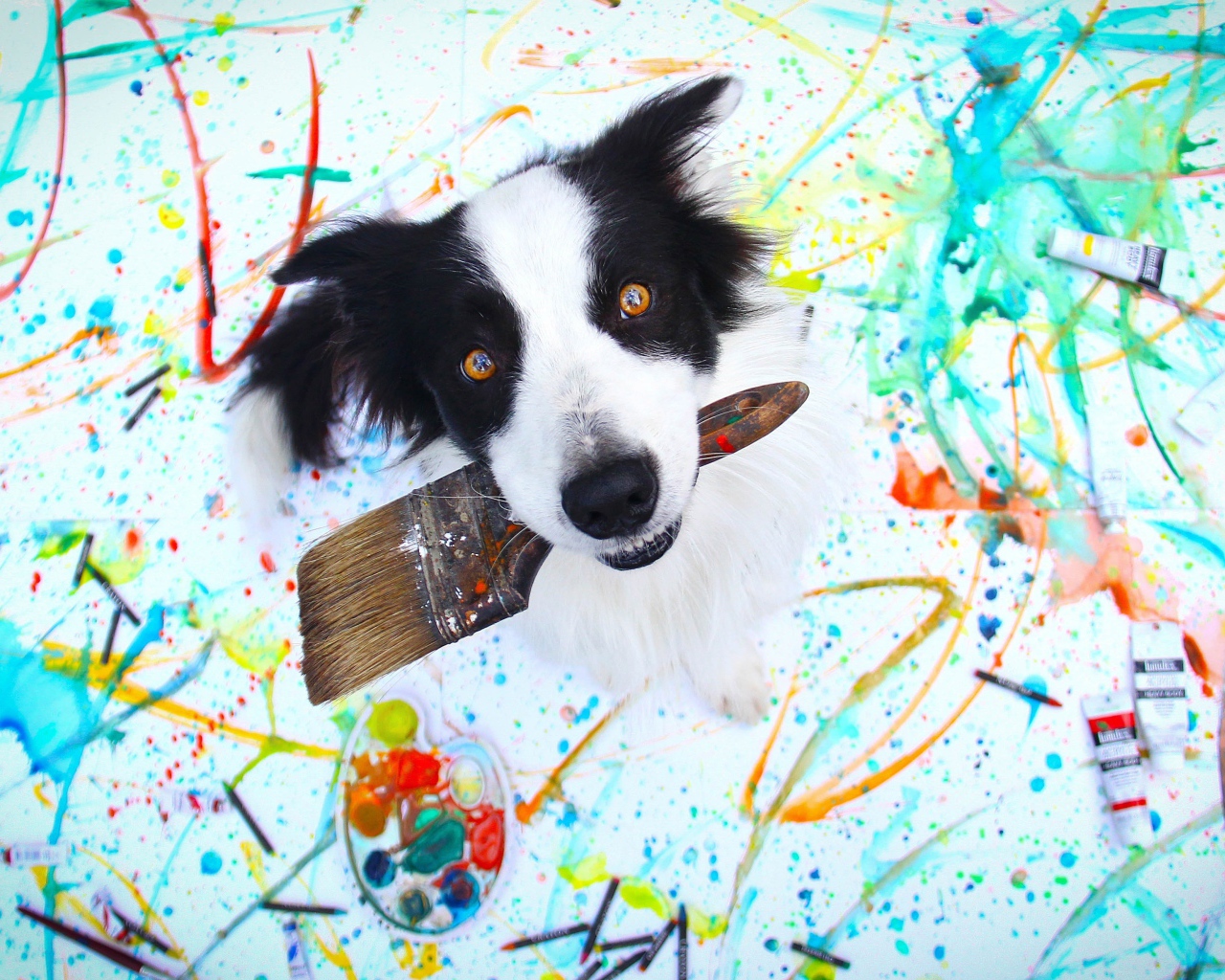 Собака породы бордер колли с кисточкой в пасти