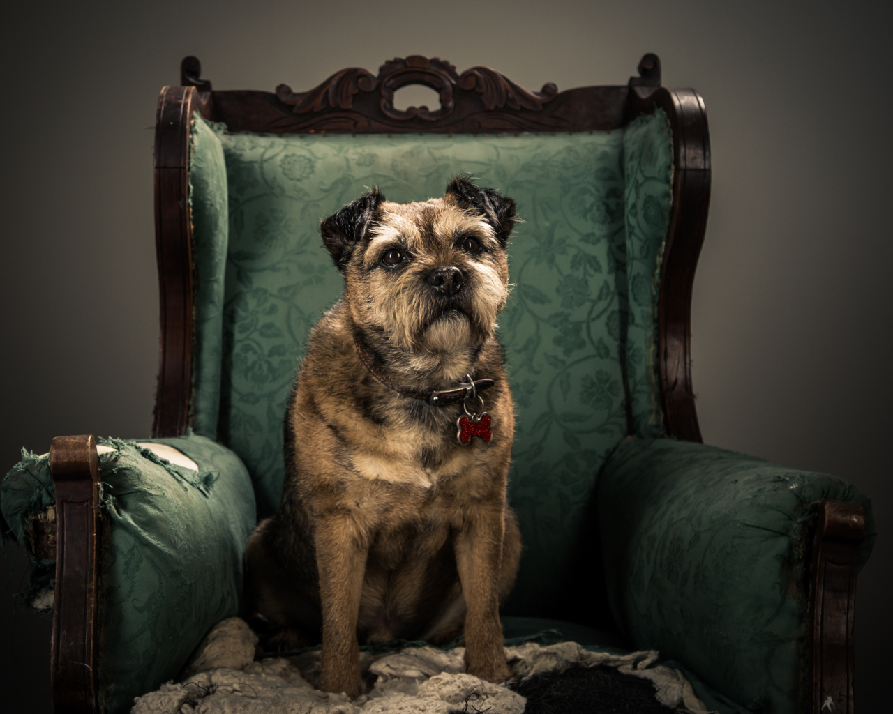Собака породы Бордер-терьер сидит в кресле