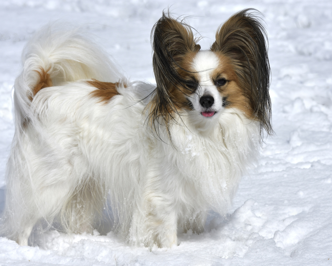 Пес породы Кинг-чарльз-спаниель стоит на снегу