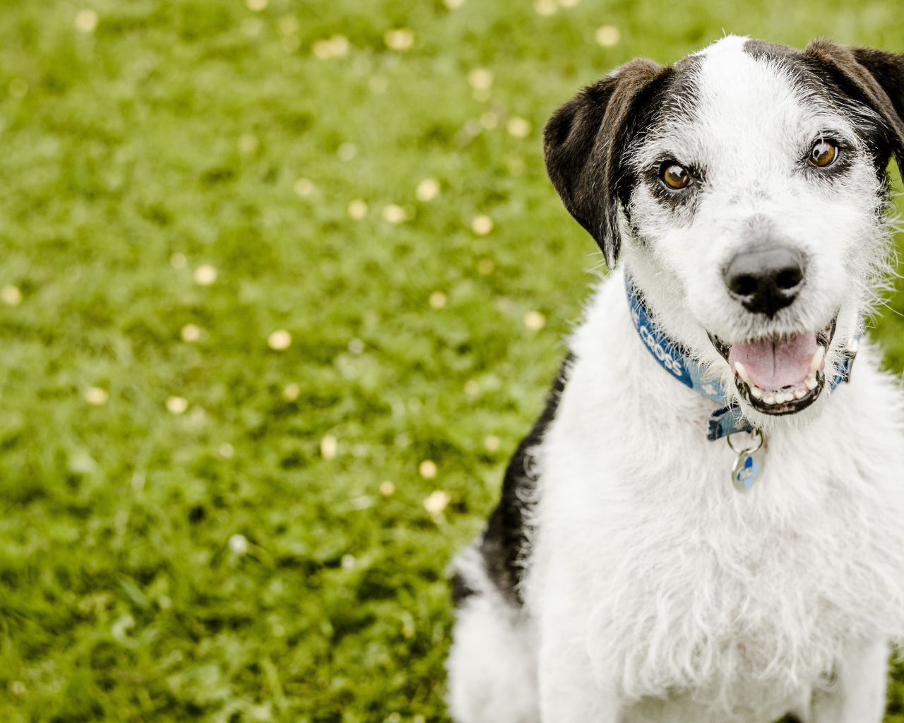 Пес с высунутым языком сидит на зеленой траве