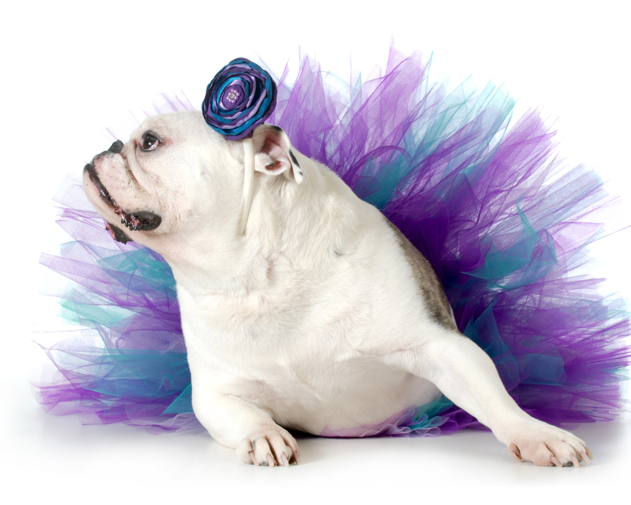 Английский бульдог в костюме на белом фоне