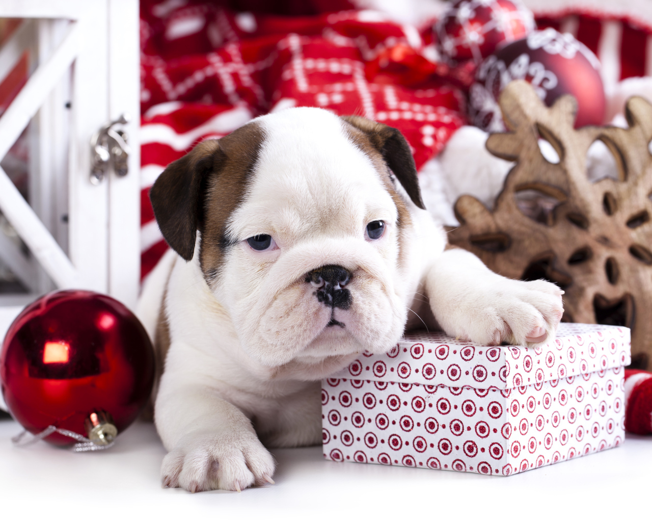 Щенок английского бульдога с новогодними  подарками