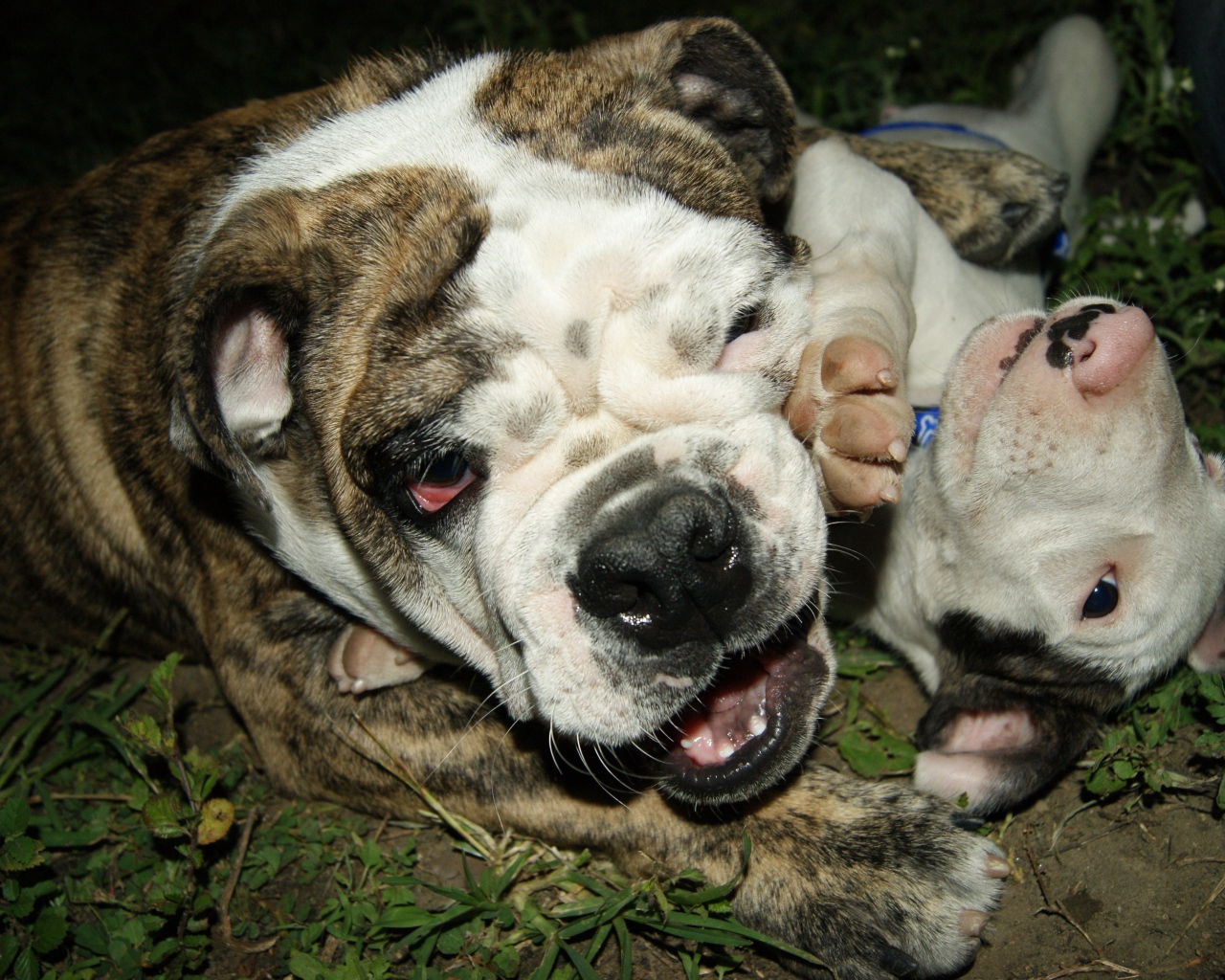 Английский бульдог со щенком играют на траве