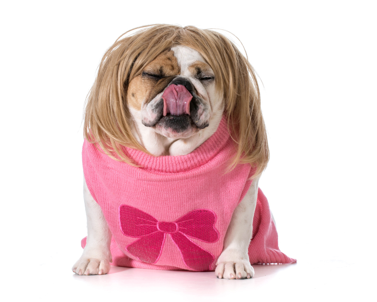 Английский бульдог в парике на белом фоне