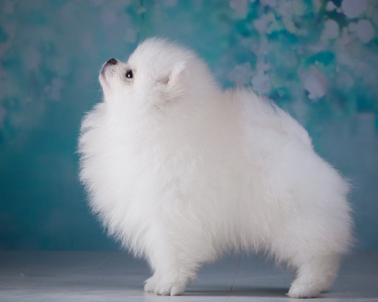 Пушистый белый шпиц боком