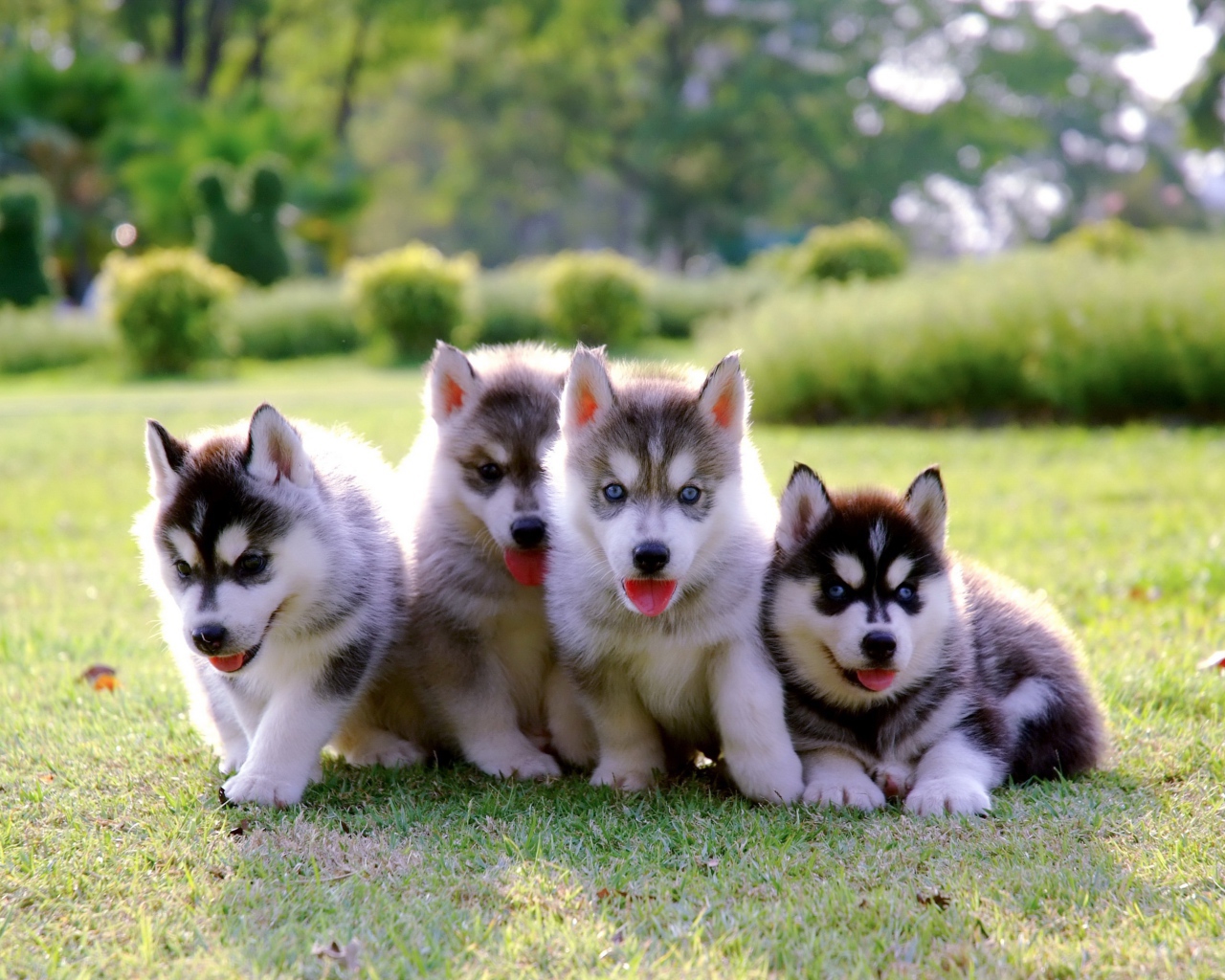 Четыре маленьких милых щенка хаски на траве