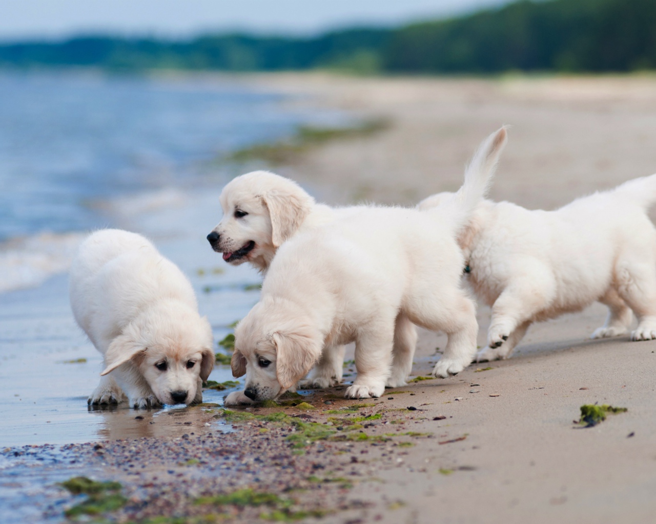 Четыре маленьких белых щенка золотистого ретривера на пляже