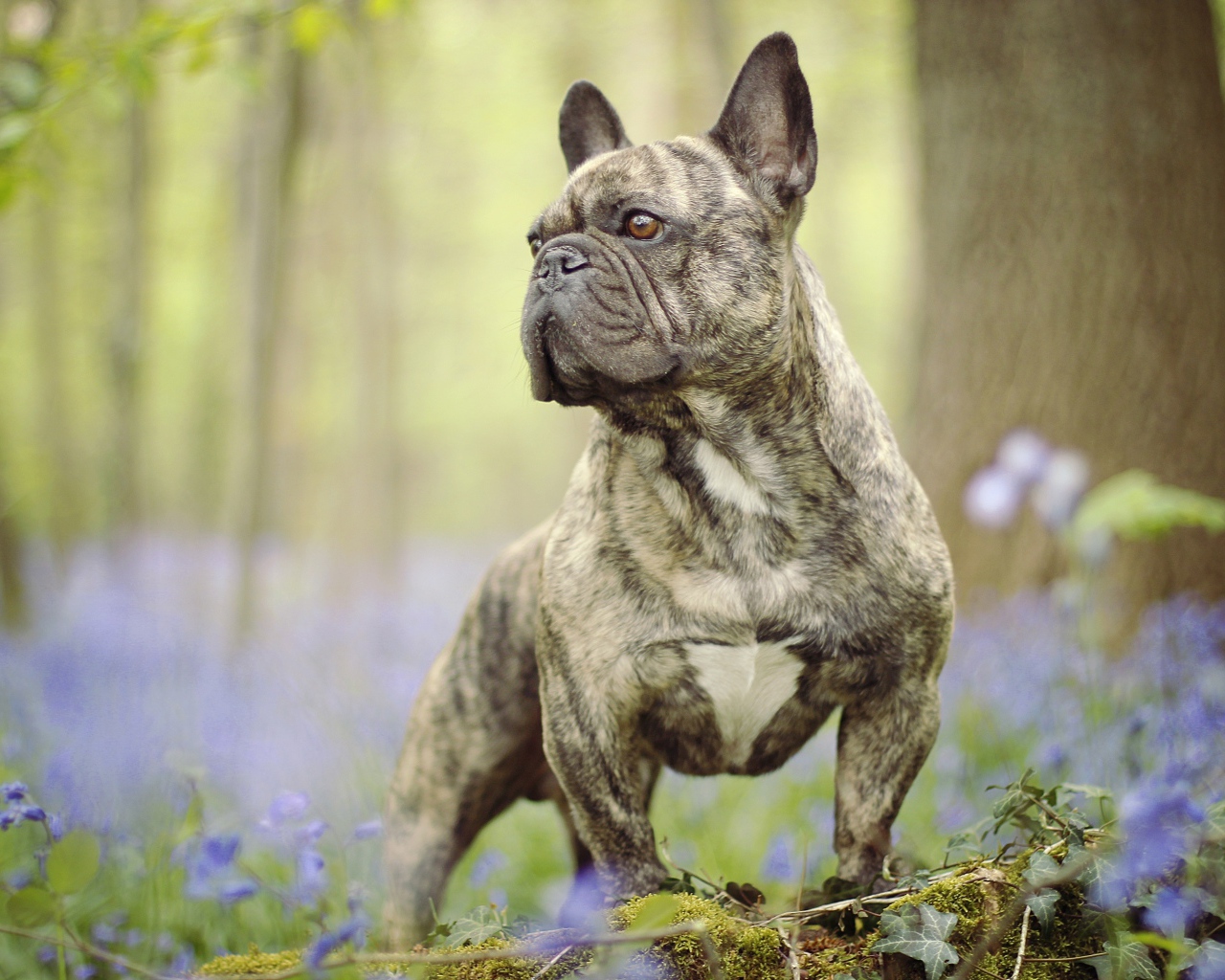 Французский бульдог гуляет по лесу