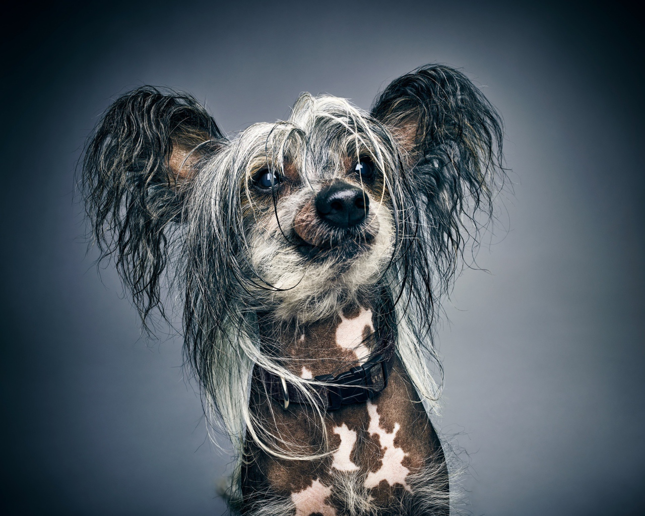 Забавная Китайская хохлатая на сером фоне