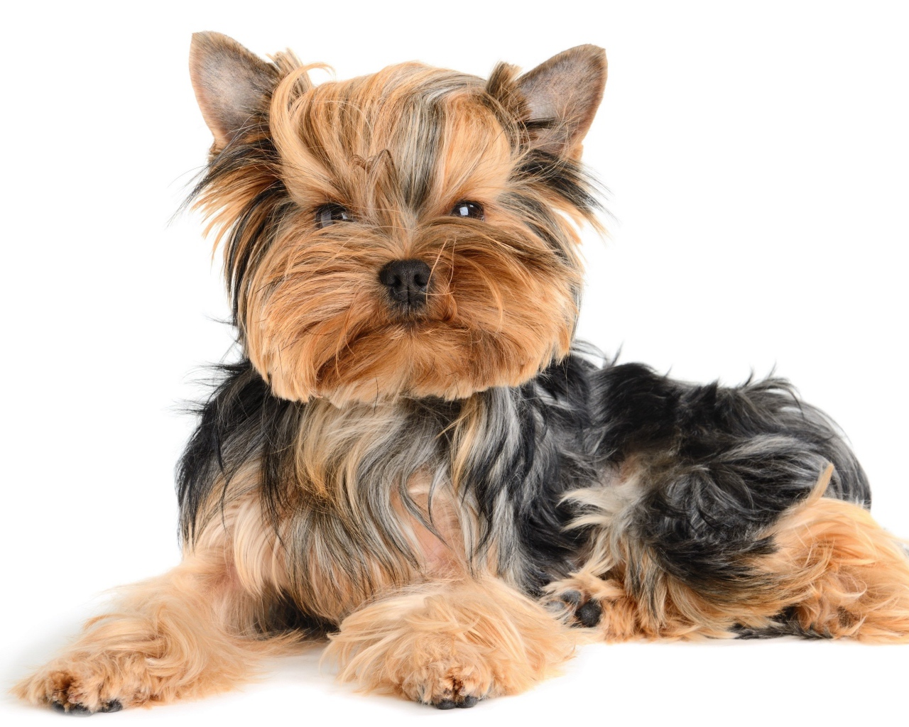 Смешной йоркширский терьер на белом фоне