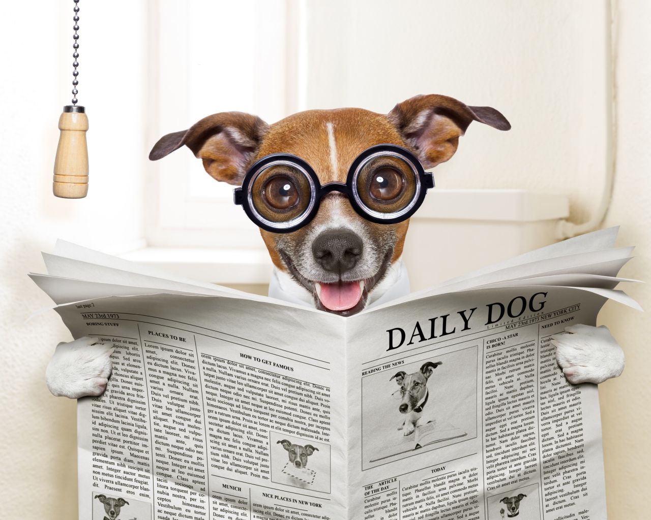 Смешная собака в очках читает газету