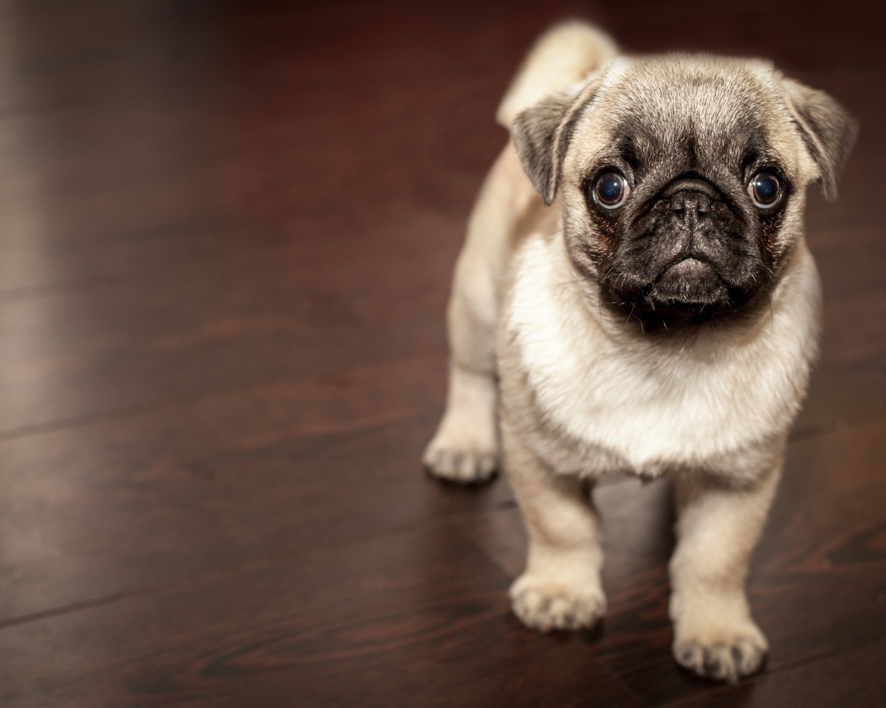 Смешной мопс крупным планом