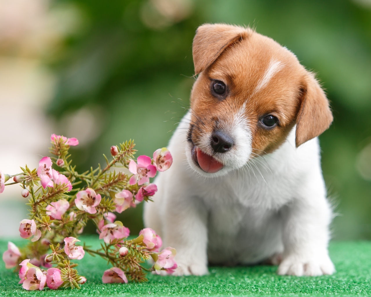 Смешной щенок Джек Рассел Терьер с цветами