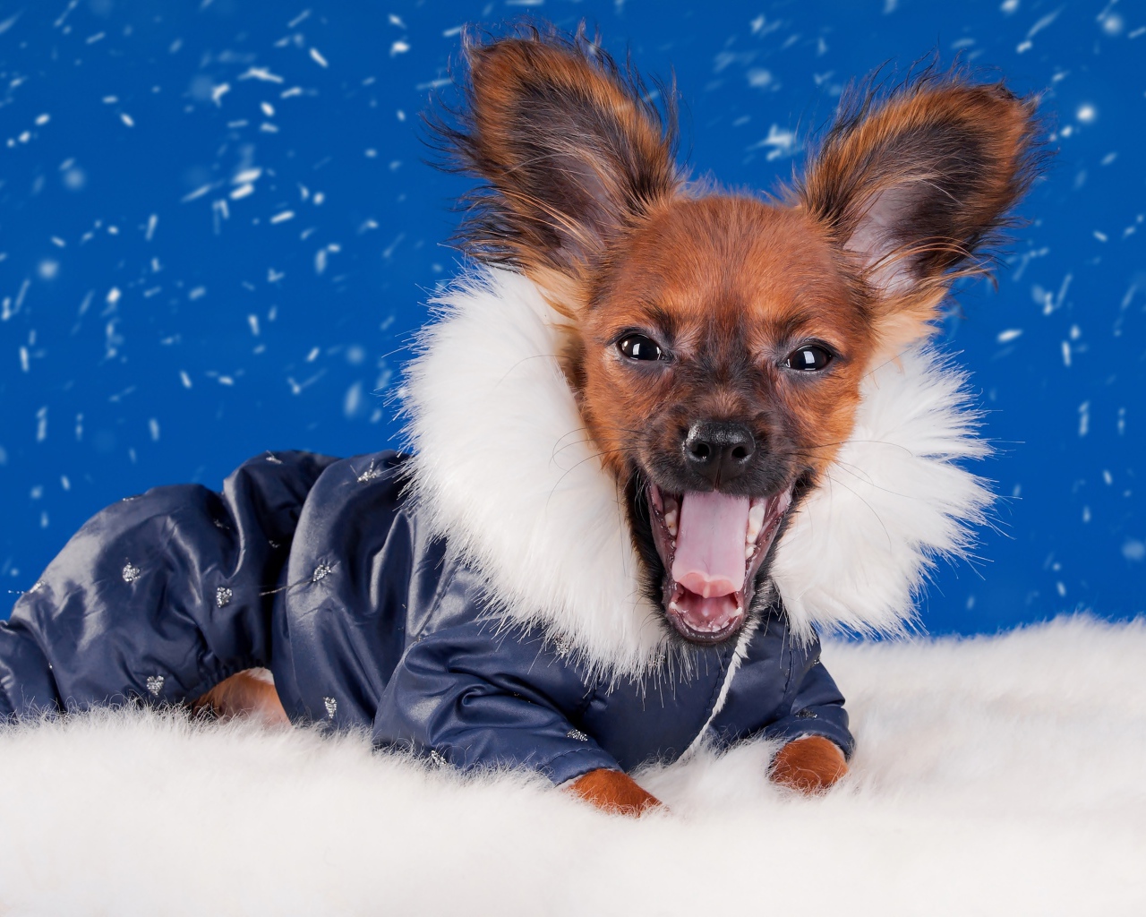 Смешной зевающий чихуахуа в костюме