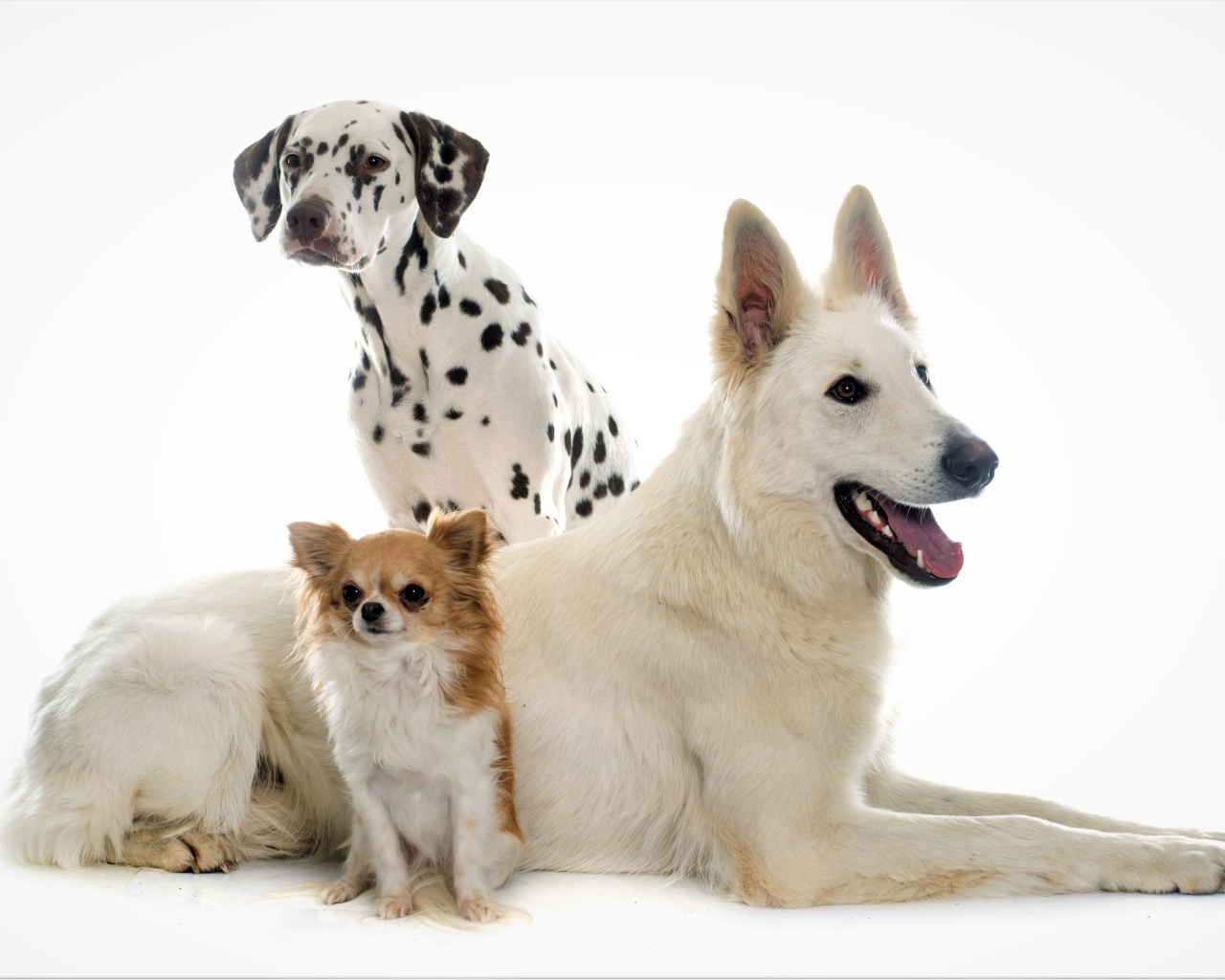 Немецкая овчарка, далматинец и чихуахуа на белом фоне