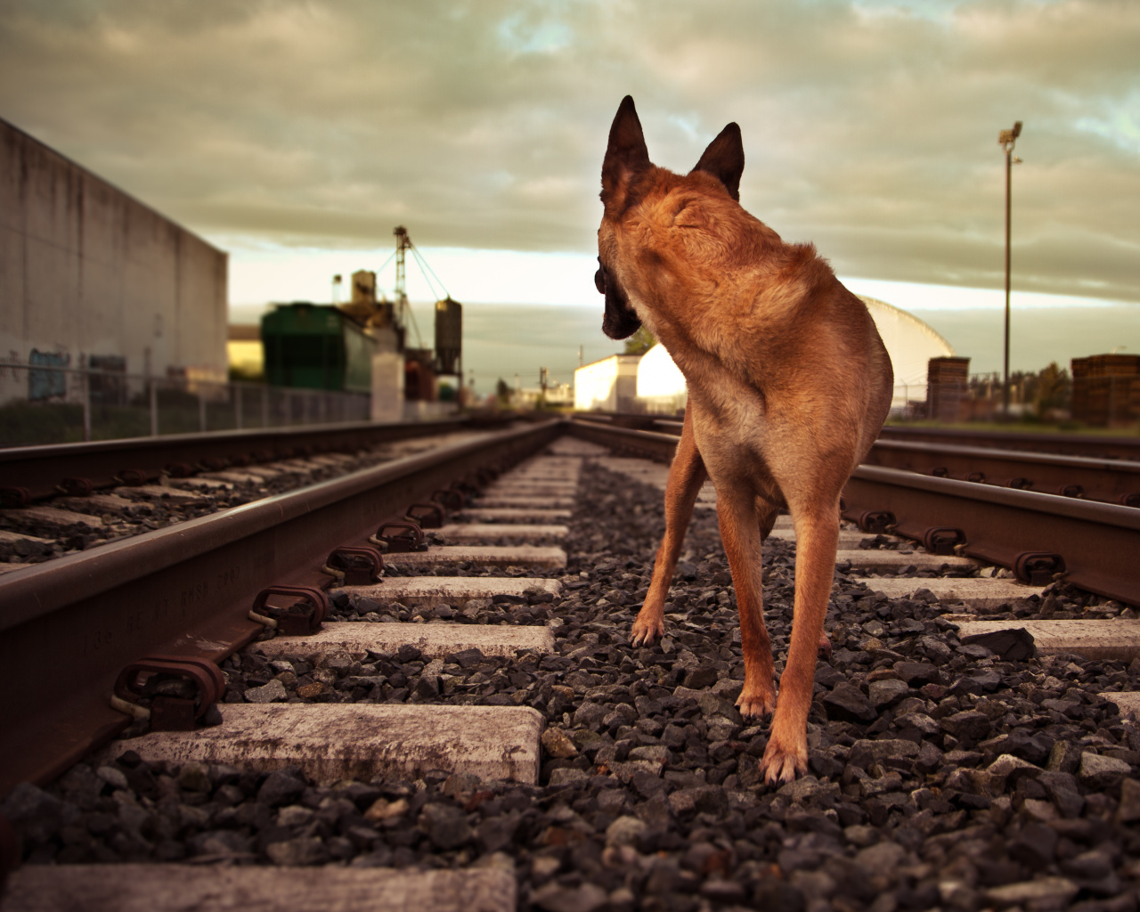 Немецкая овчарка бежит по железной дороге