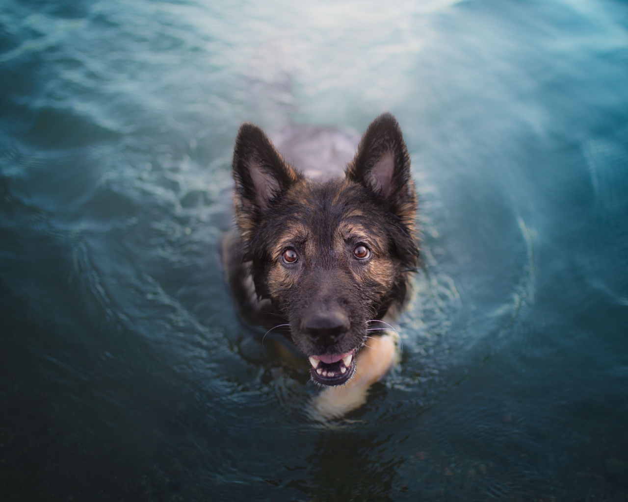 Немецкая овчарка в воде смотрит на  хозяина