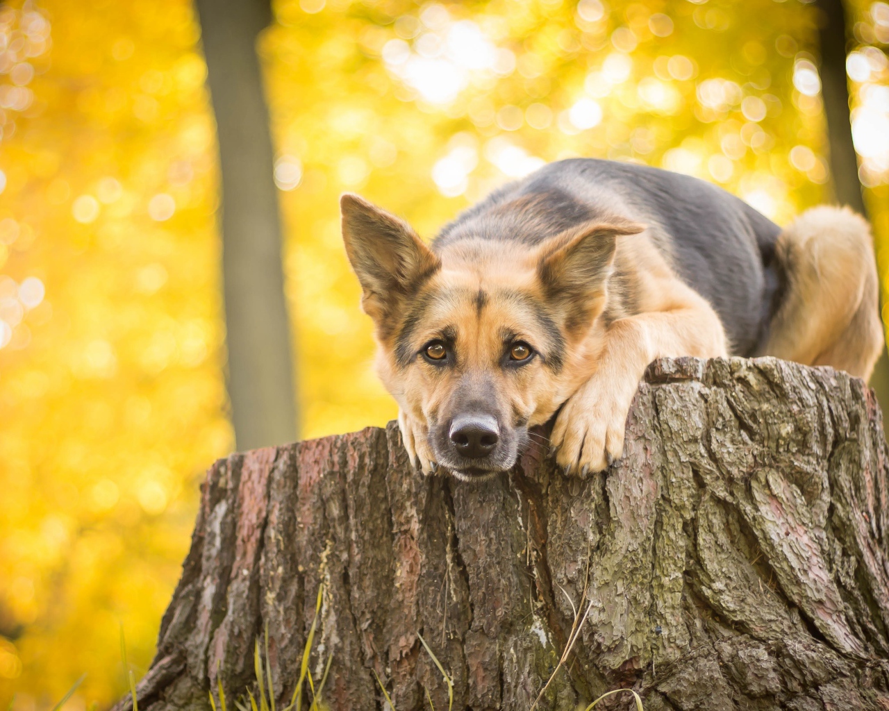 Немецкая овчарка лежит на пне