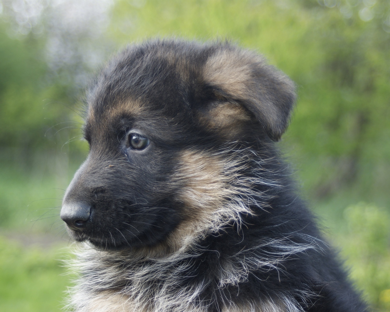 Щенок немецкой овчарки крупным планом