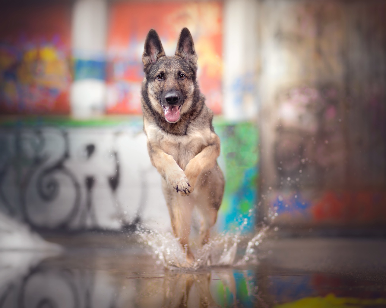 Немецкая овчарка с высунутым языком бежит по воде 