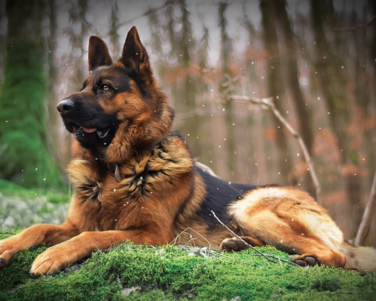 Немецкая овчарка лежит на покрытой мхом земле