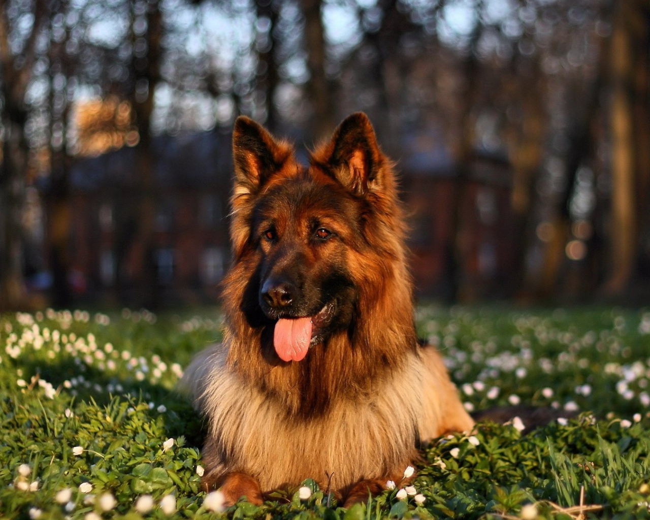 Немецкая овчарка с высунутым языком лежит на траве