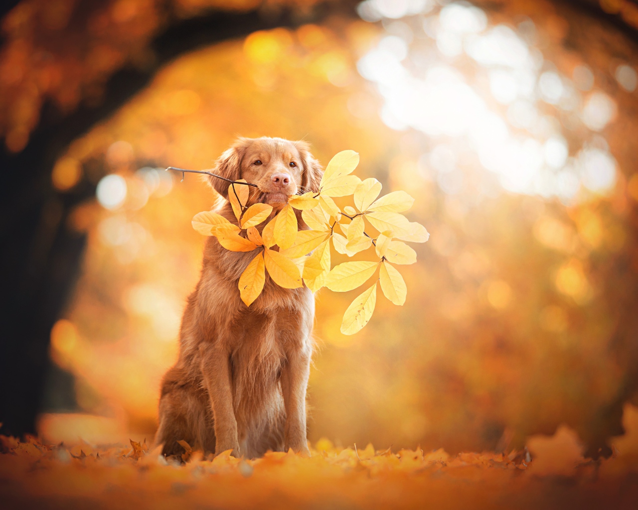 Золотистый ретривер в веткой с желтыми листьями в парке осенью