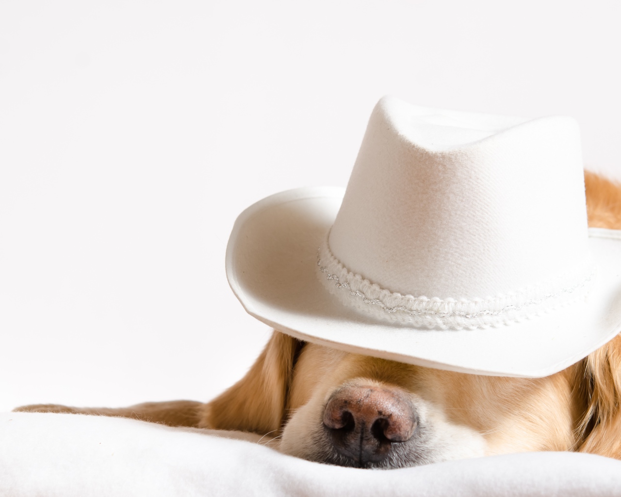 Золотистый ретривер спит в белой шляпе 