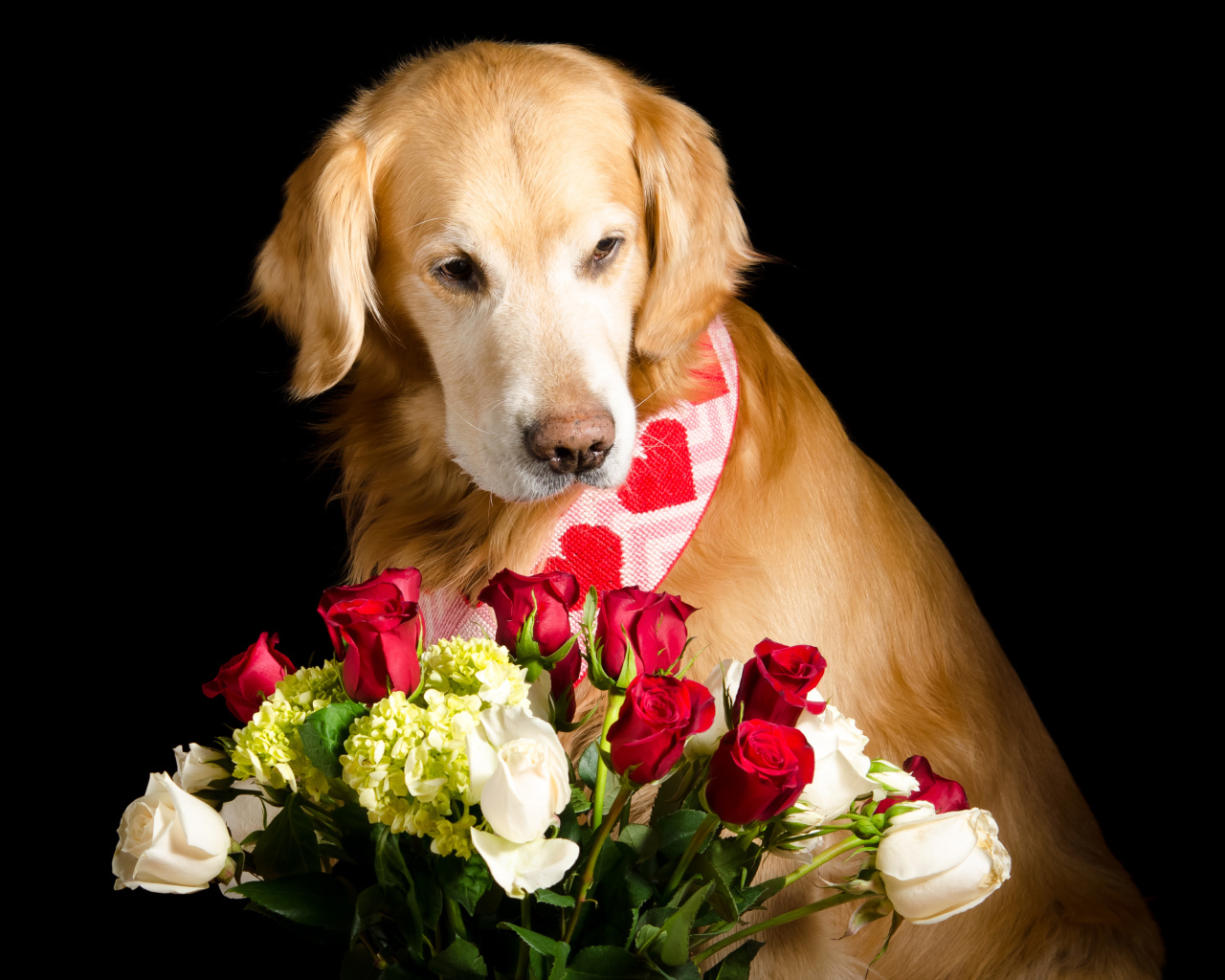 Золотистый ретривер с букетом роз на черном фоне
