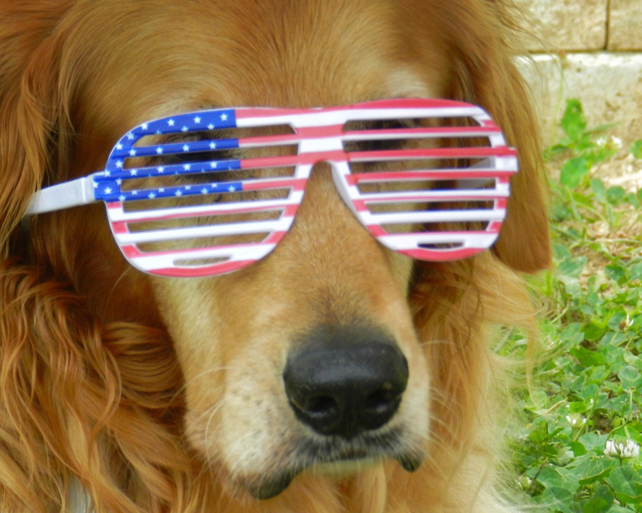 Золотистый ретривер в очках 