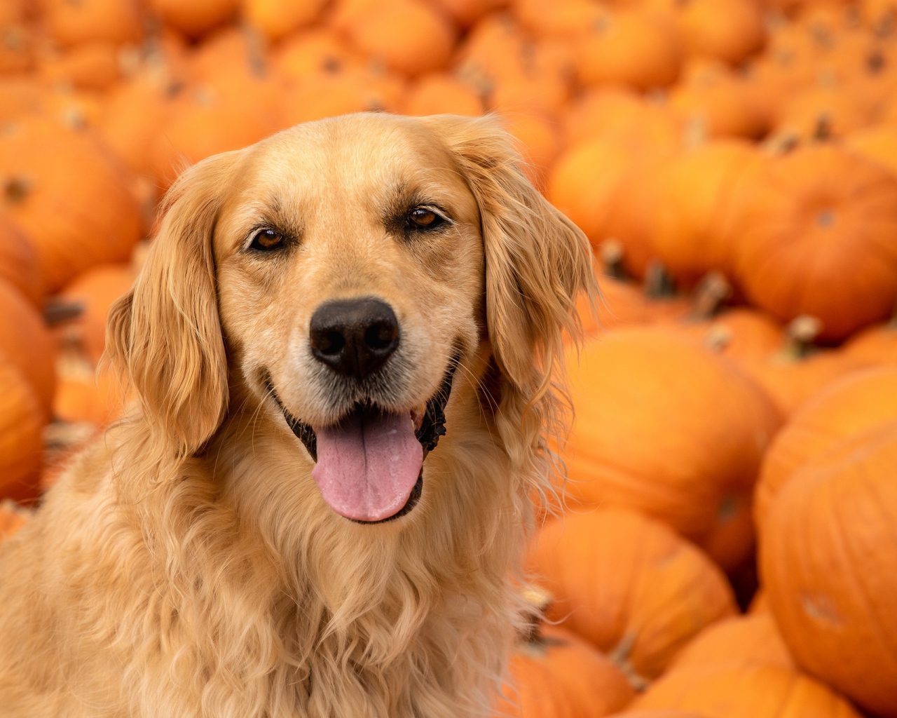 Золотистый ретривер с высунутым языком на фоне тыкв