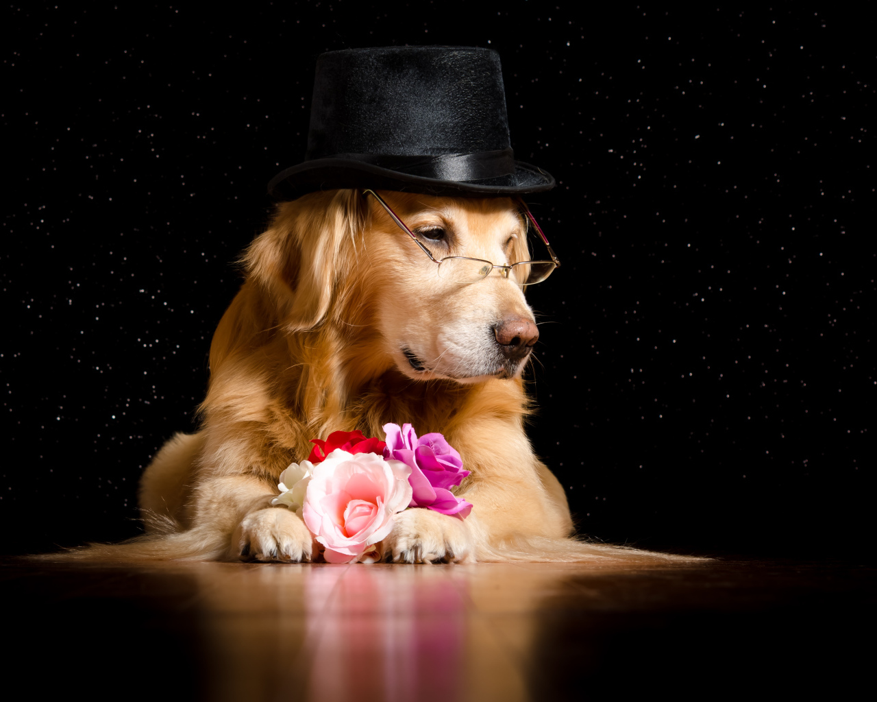 Золотистый ретривер в черной шляпе с цветами
