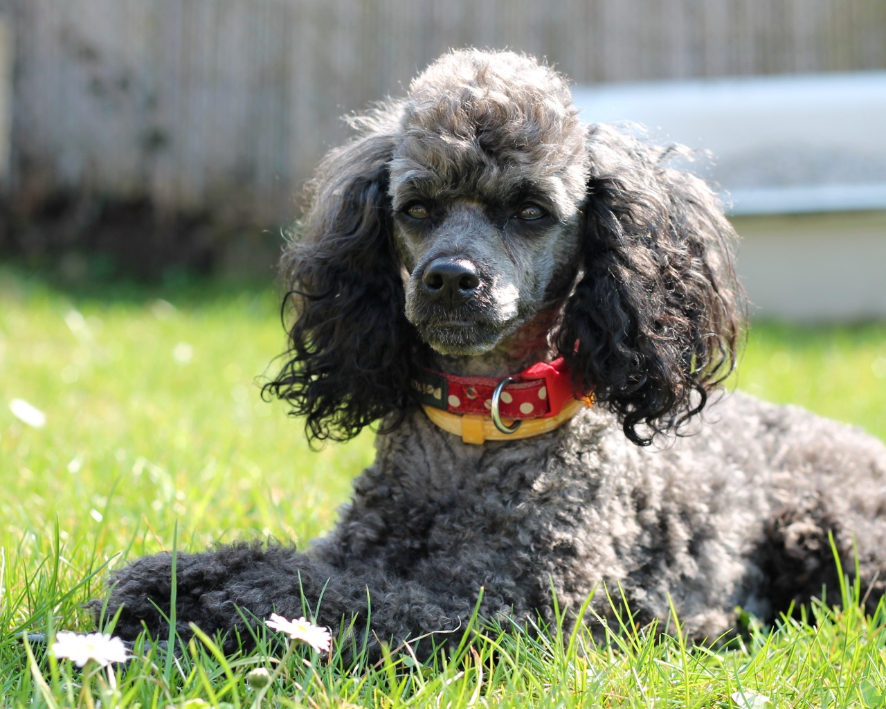 Серый пудель с ошейником лежит на зеленой траве