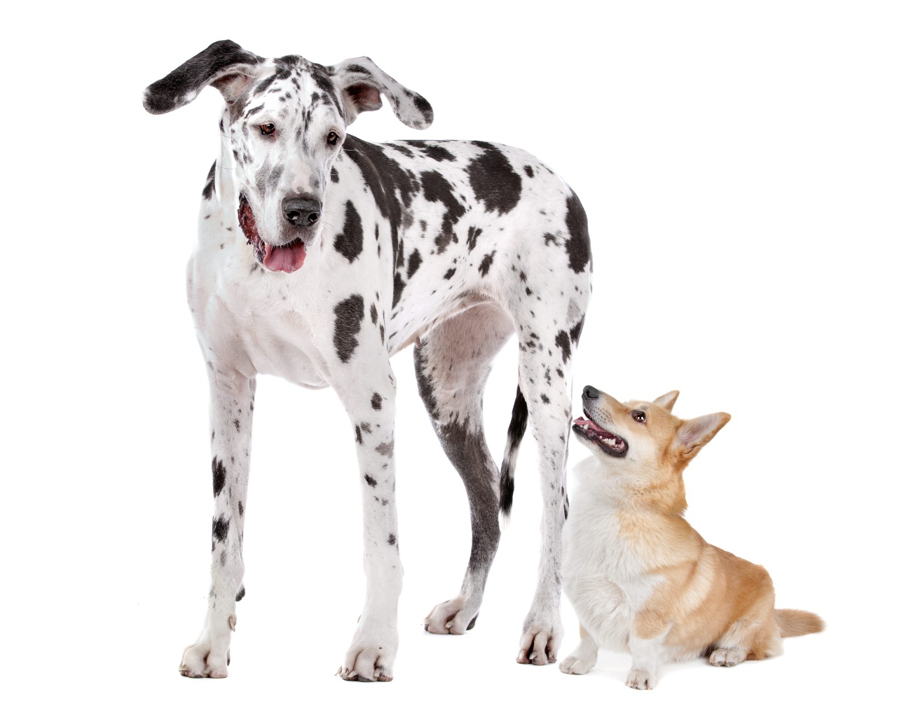 Немецкий дог и вельш корги на белом фоне