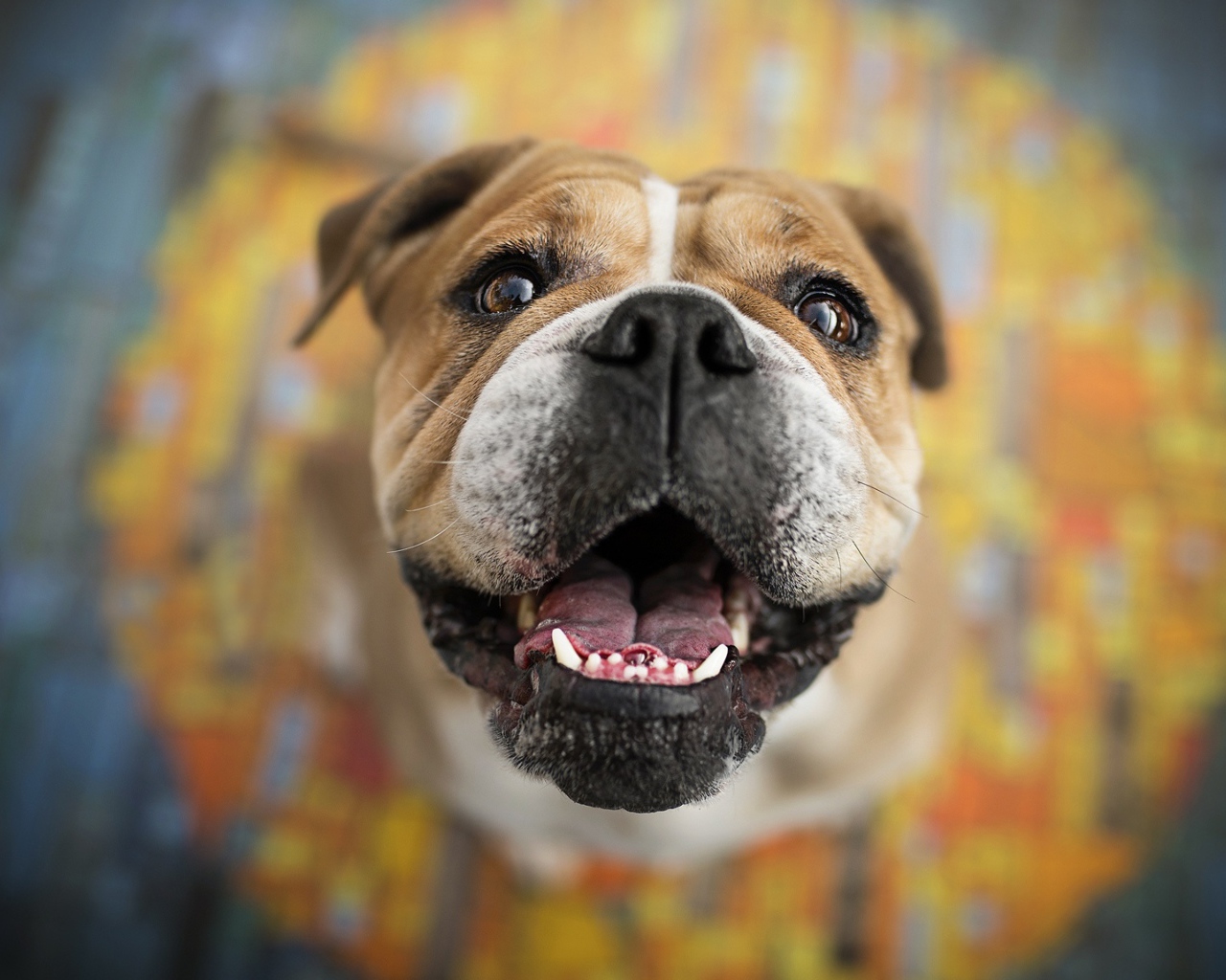 Довольная морда собаки породы боксер