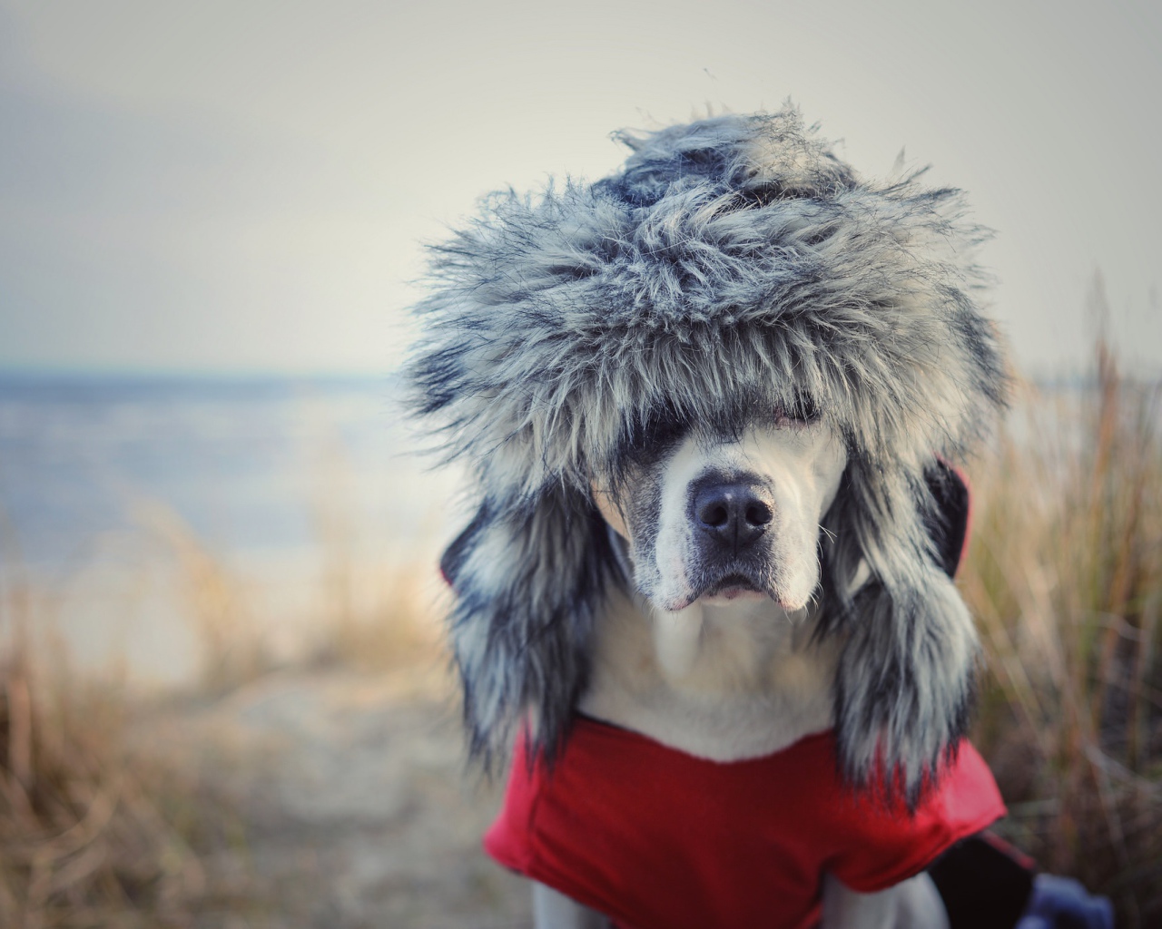 Охотничья собака в теплой шапке 