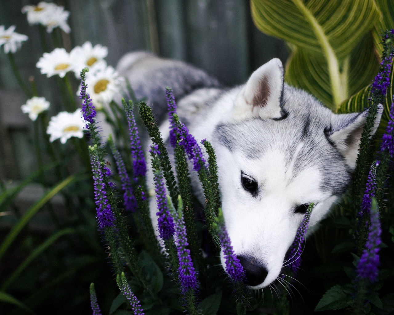 Собака породы хаски в цветах 