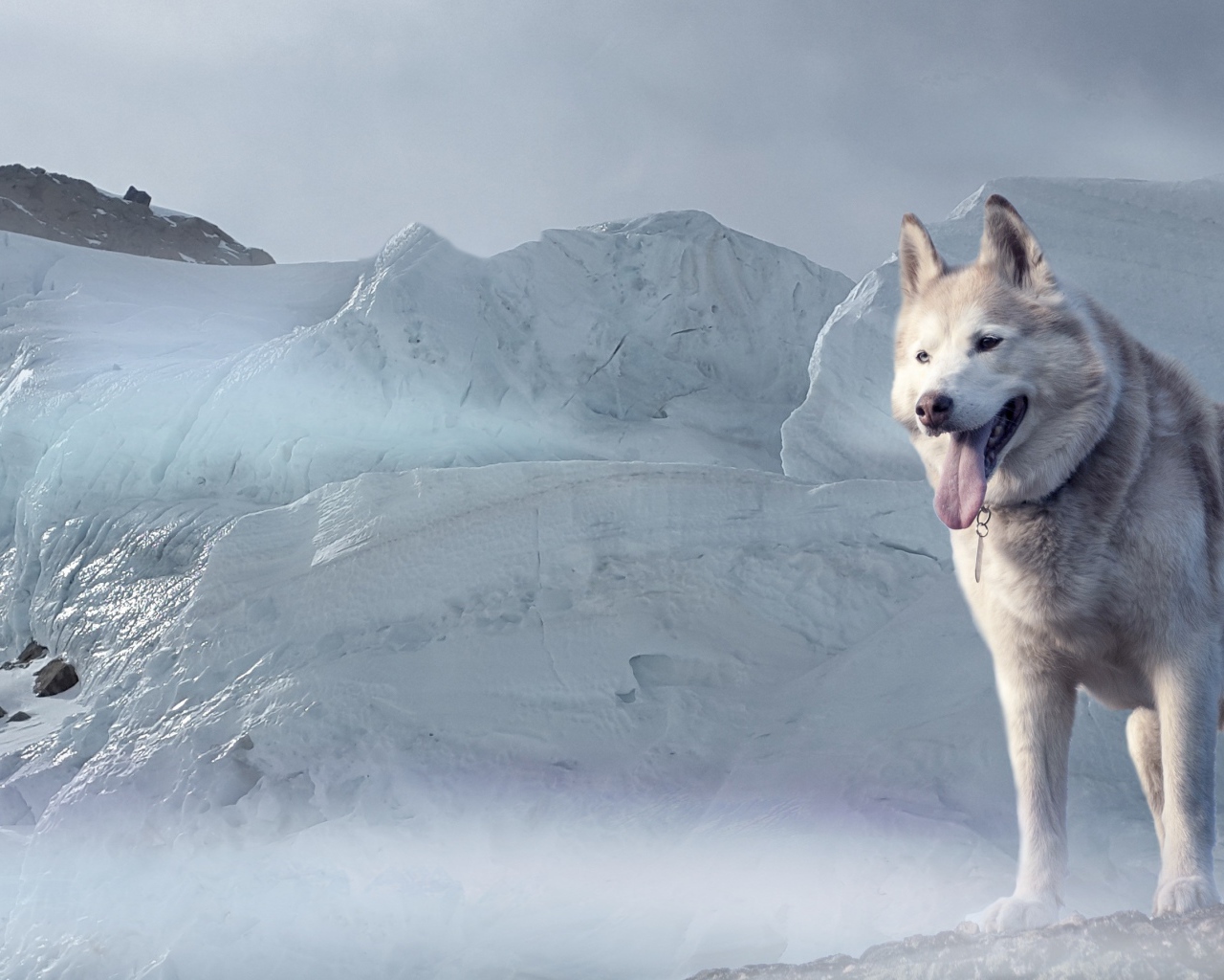 Хаски с высунутым языком стоит на фоне большой льдины