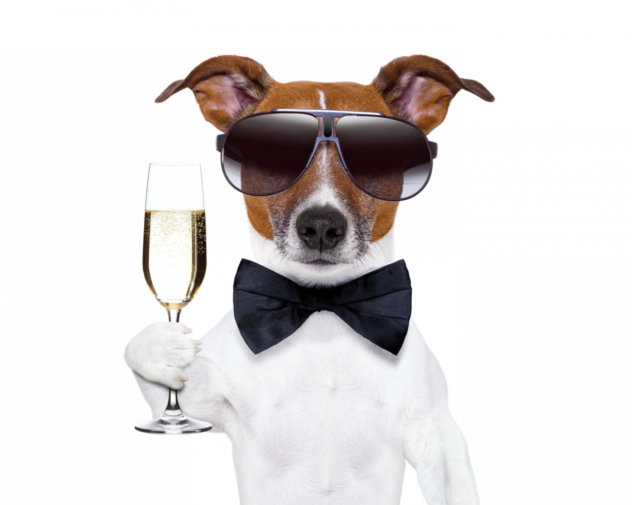 Джек-рассел-терьер в очках с фужером на белом фоне