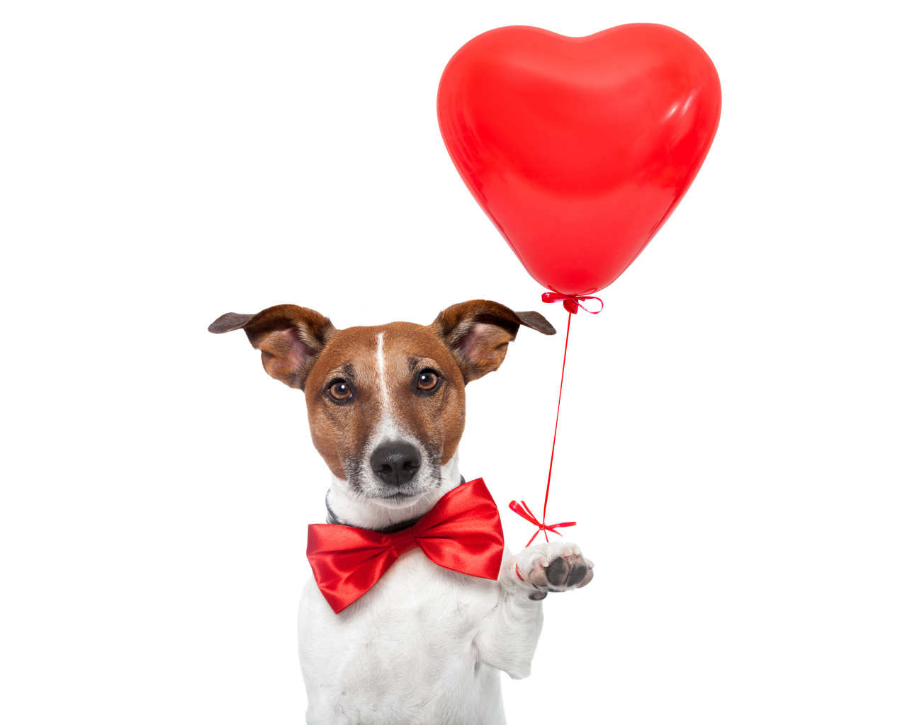 Джек-рассел-терьер с красным шариком в форме сердца на белом фоне