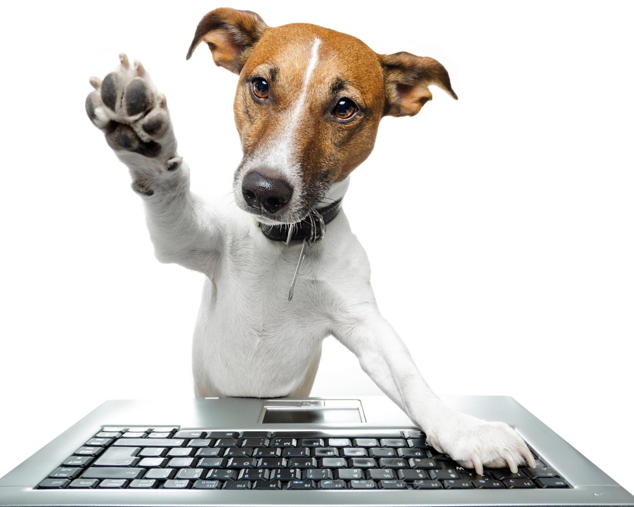 Джек рассел терьер с клавиатурой на белом фоне