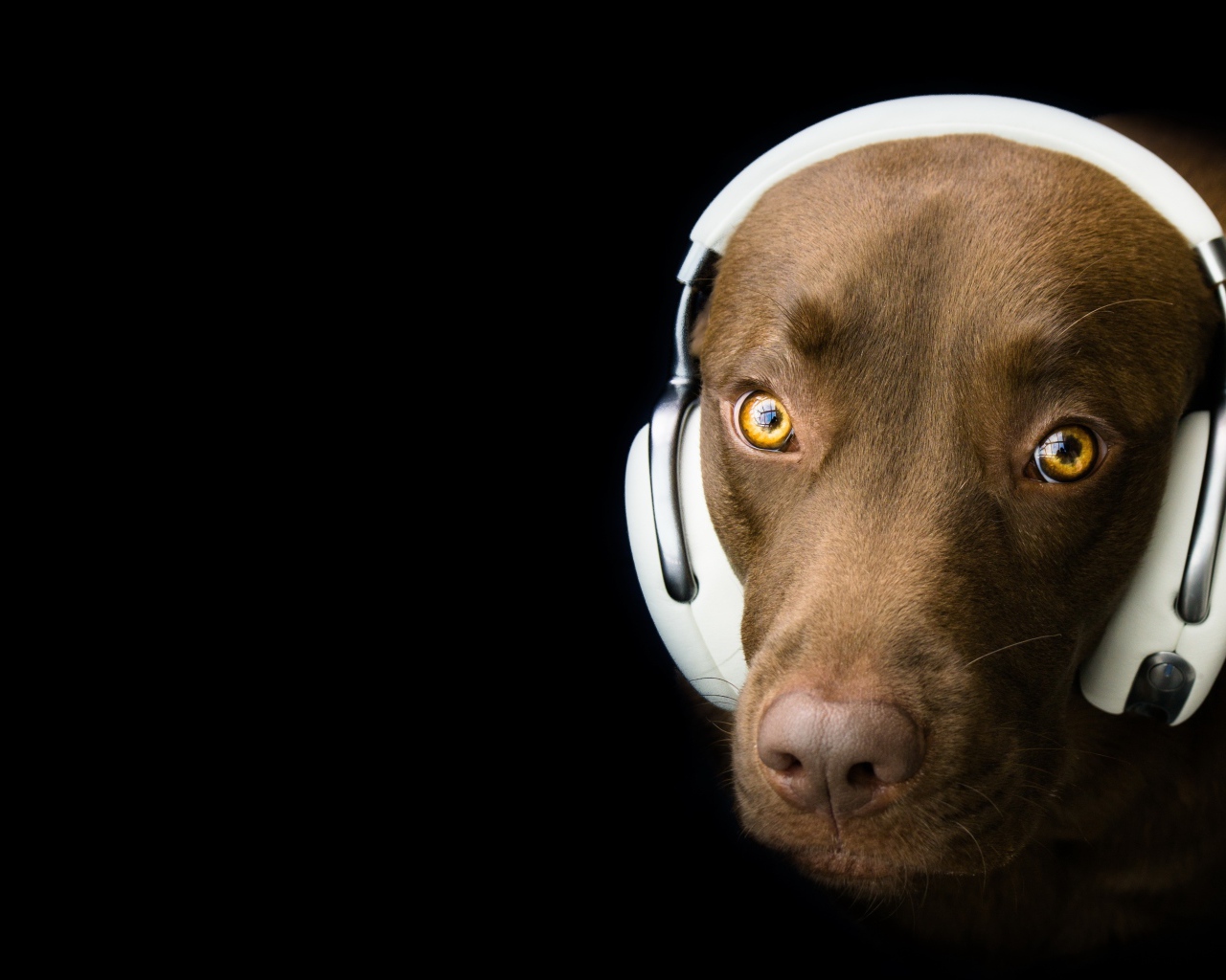 Лабрадор в наушниках на черном фоне