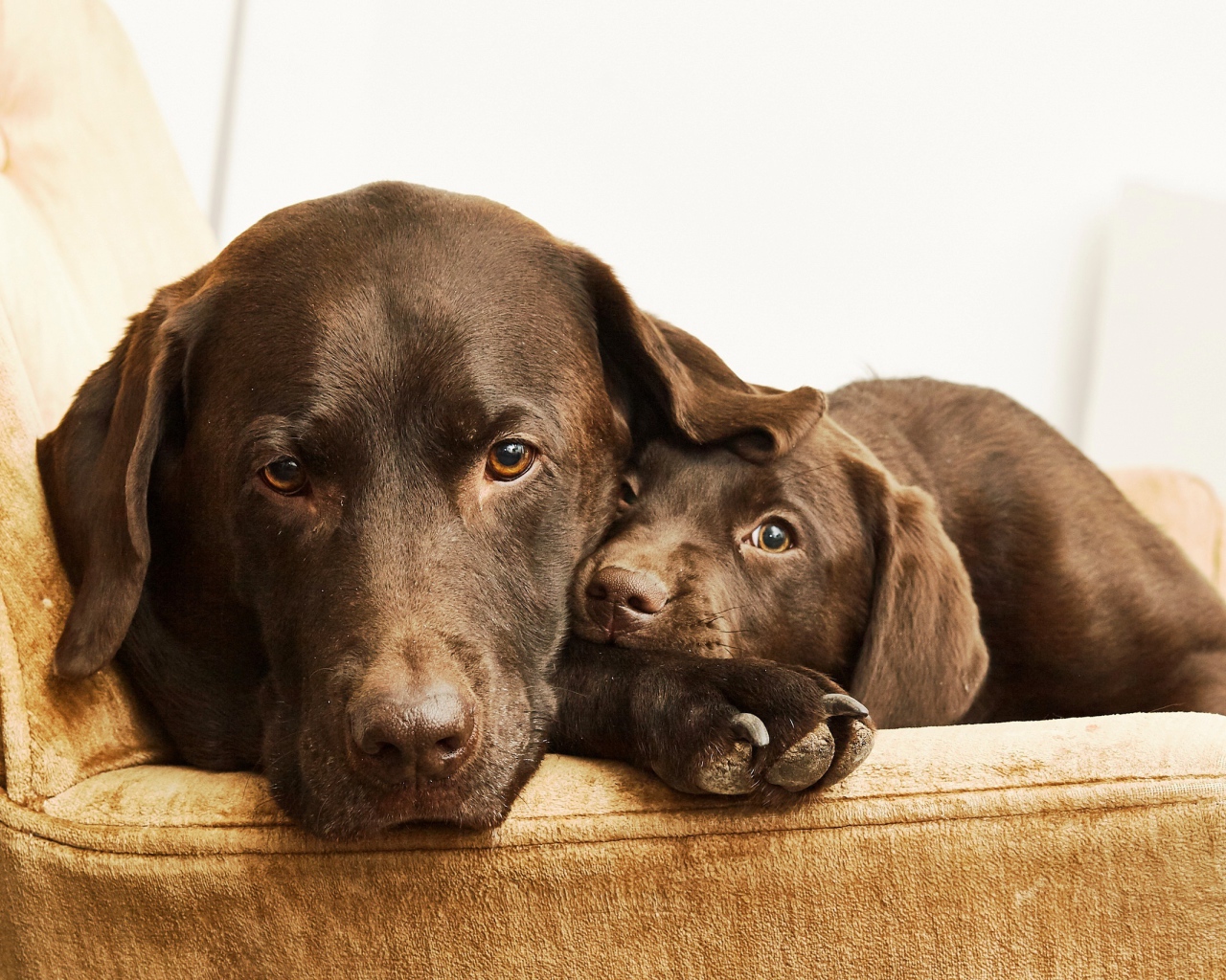 Лабрадор с маленьким милым щенком