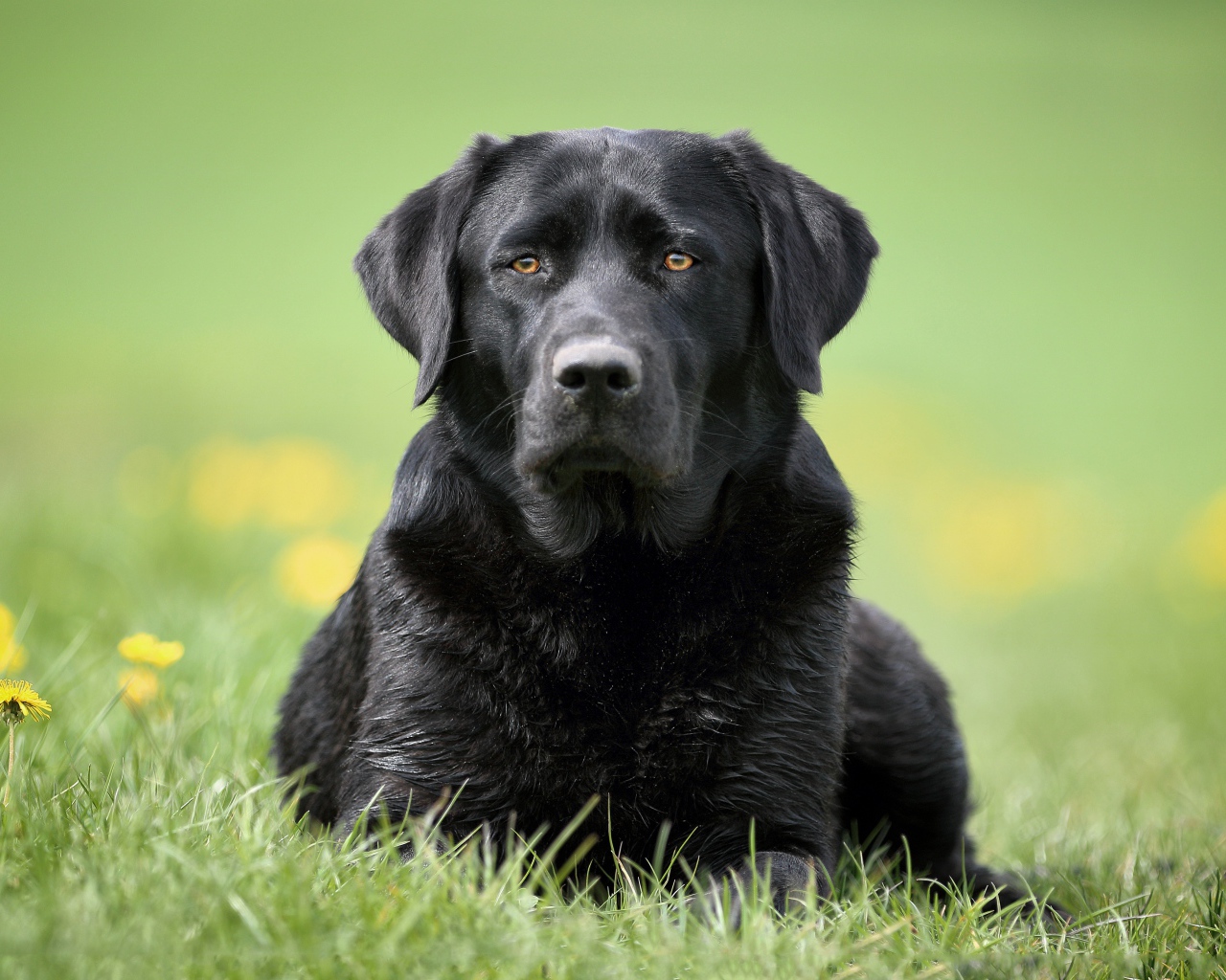 Большой черный лабрадор лежит на траве